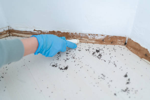 Best Flea Control Services  in Horn Lake, MS